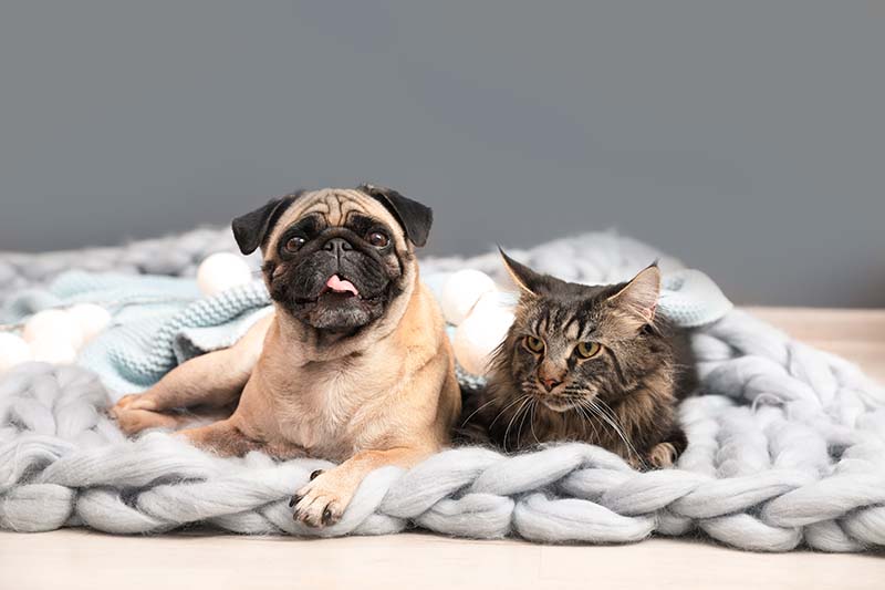 Cute cat and pug dog with blankets on floor at home. Cozy winter